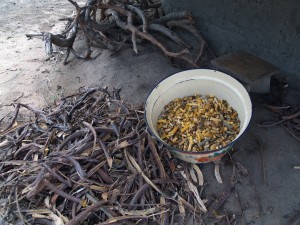 The pods of the locust bean tree produce extremely valuable foods, one a sweet edible yellow powder and the other the seed that is fermented to produce a flavourful and highly nutritious condiment.